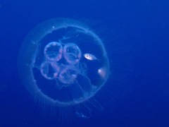 Caranx