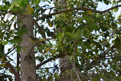 Gavicalis versicolor