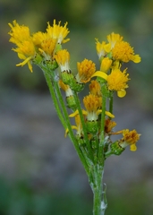 Senecio scorzonella