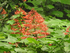 Clerodendrum paniculatum
