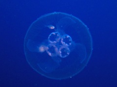 Caranx