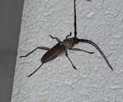 Gnaphalodes trachyderoides