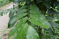 Casearia sylvestris