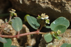 Euphorbia garanbiensis