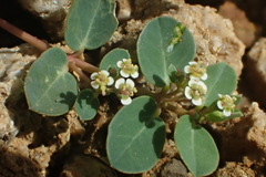 Euphorbia garanbiensis