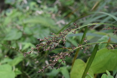 Scleria gaertneri