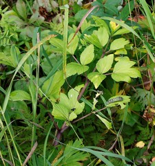 Angelica gmelinii