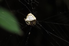 Verrucosa undecimvariolata