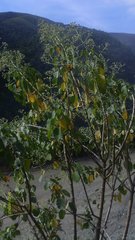 Euphorbia cotinifolia