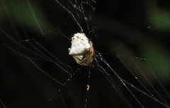 Verrucosa undecimvariolata