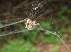 Verrucosa undecimvariolata