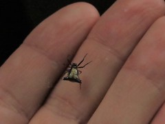 Micrathena duodecimspinosa