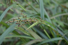 Scleria gaertneri