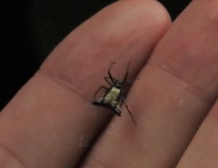 Micrathena duodecimspinosa