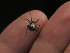 Micrathena duodecimspinosa