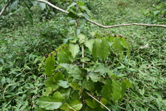 Casearia sylvestris