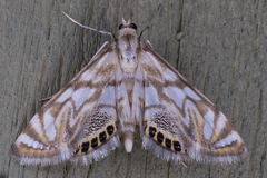 Neocataclysta magnificalis