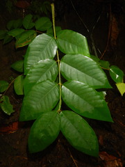 Enkleia malaccensis
