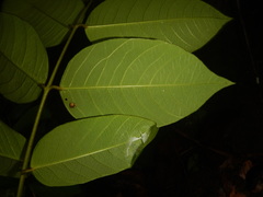 Enkleia malaccensis