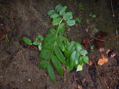 Enkleia malaccensis