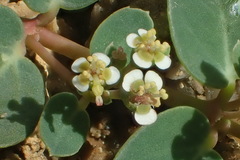 Euphorbia garanbiensis