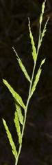 Eriochloa acuminata