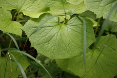 Parasenecio kamtschaticus