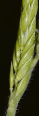 Eriochloa acuminata