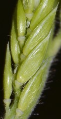 Eriochloa acuminata