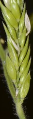 Eriochloa acuminata