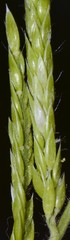 Eriochloa acuminata