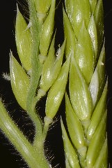 Eriochloa acuminata