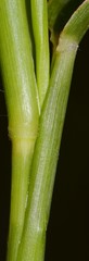 Eriochloa acuminata