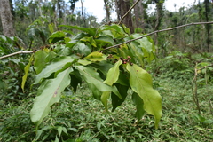 Casearia sylvestris
