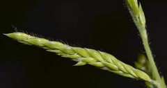 Eriochloa acuminata