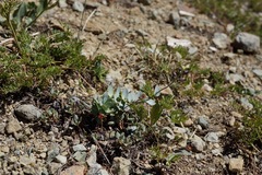 Streptanthus barbatus