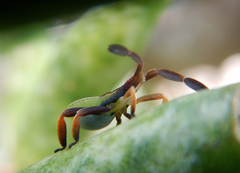Chelinidea
