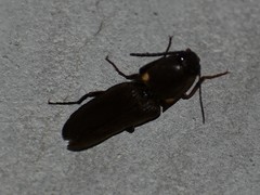 Deilelater physoderus