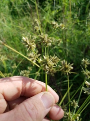 Cyperus elegans