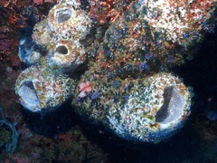 Callyspongia