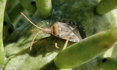Chelinidea tabulata