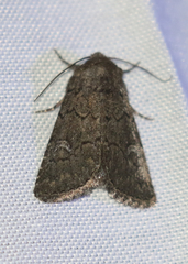 Properigea niveirena