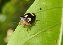 Paracritheus trimaculatus