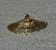 Apilocrocis brumalis