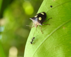 Paracritheus trimaculatus