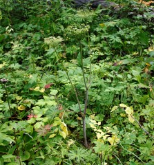 Angelica gmelinii