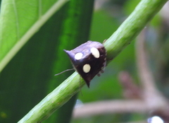 Paracritheus trimaculatus