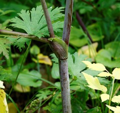 Angelica gmelinii