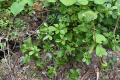 Terminalia tetraphylla