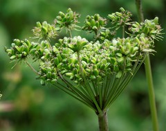 Angelica gmelinii